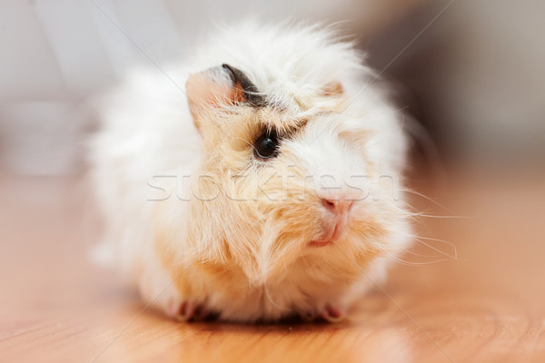 Young guinea pig  Stock photo © sapegina
