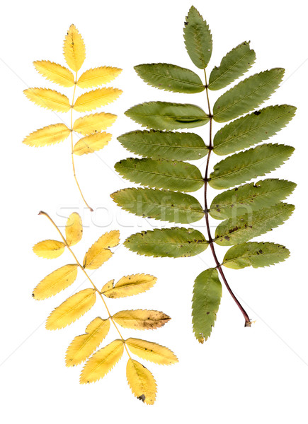 rowan tree leaves Stock photo © sapegina