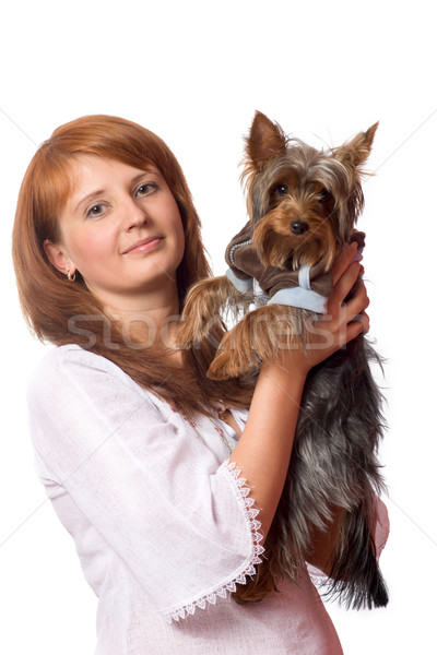 Foto stock: Mulher · terrier · yorkshire · isolado