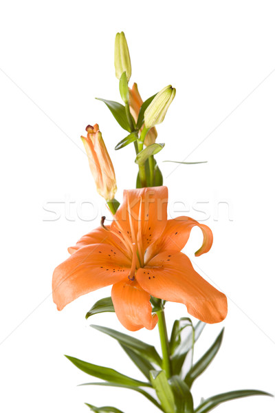 Stock photo: Orange lily