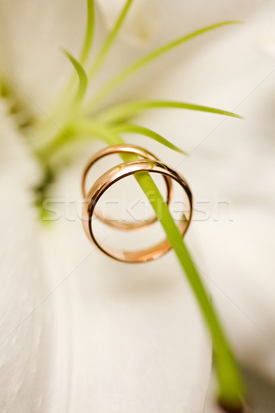 обручальными кольцами два цветы макроса выстрел Сток-фото © sapegina