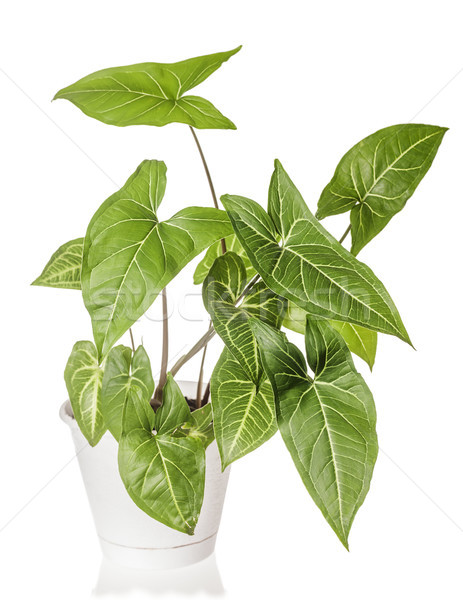 Syngonium plant growing Stock photo © sapegina