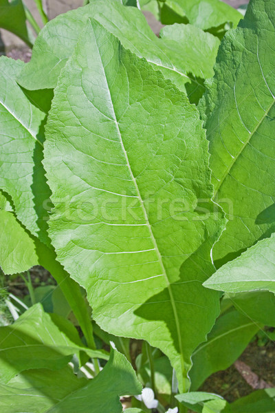 Tabaco primer plano planta aire libre tiro hoja Foto stock © Saphira