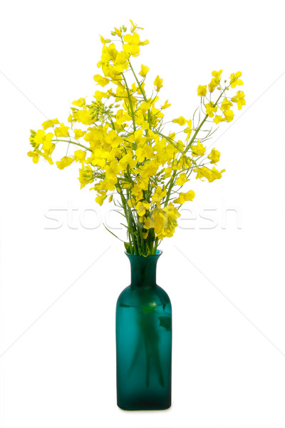 Stock foto: Vergewaltigung · gelb · Blüte · weiß · Frühling