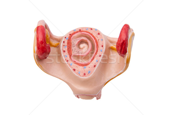 Gravidez mês médico modelo feto Foto stock © Saphira