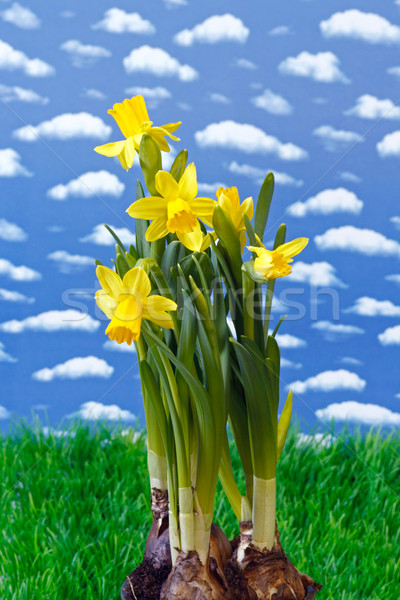 Daffodil Stock photo © Saphira