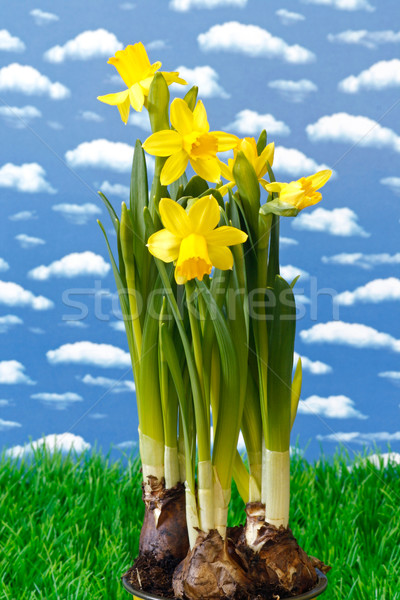 Daffodil Stock photo © Saphira