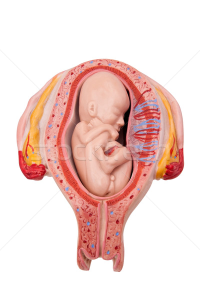 Gebelik tıbbi model cenin rahim bebek Stok fotoğraf © Saphira