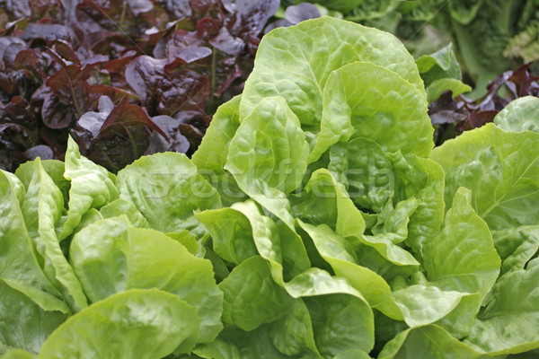 Foto d'archivio: Lattuga · giardino · outdoor · shot · alimentare · farm