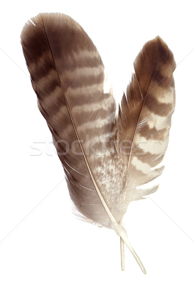Two feathers Stock photo © Saphira