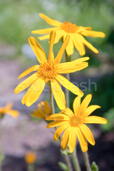 Ogród zewnątrz shot kwiat Zdjęcia stock © Saphira