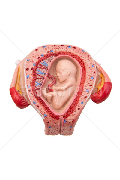 Ciąży miesiąc medycznych model płód Zdjęcia stock © Saphira