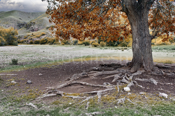 Ausgesetzt Wurzeln Pappel nackt Wurzel Baum Stock foto © Saracin