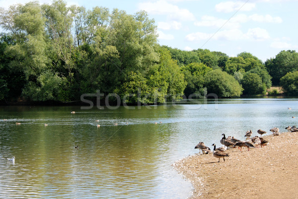 Greylag and Canada geese by a lake in the summer Stock photo © sarahdoow