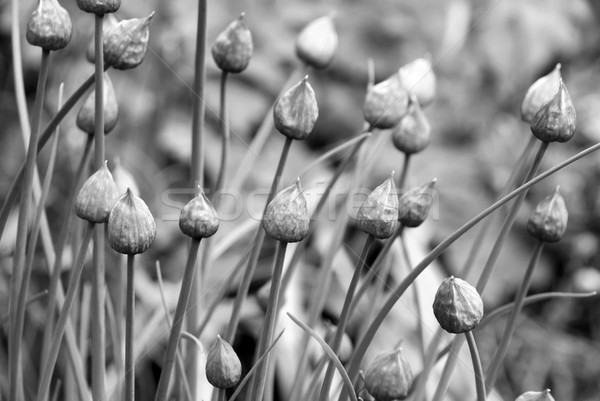Closed chive flower buds Stock photo © sarahdoow