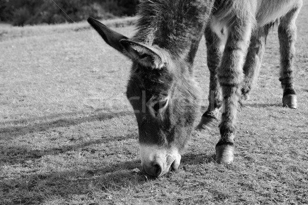 Friendly donkey grazing in the New Forest Stock photo © sarahdoow