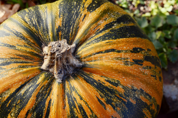 Close-up of a large orange and green pumpkin Stock photo © sarahdoow