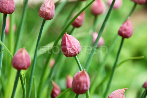 Geschlossen Blume rosa grünen Kraut Stock foto © sarahdoow