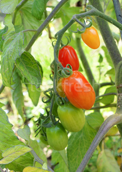 Stock photo: Red plum tomatoes on the vine