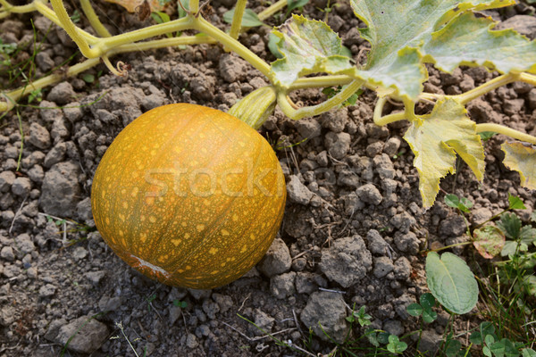 Small pumpkin turning from green to orange Stock photo © sarahdoow