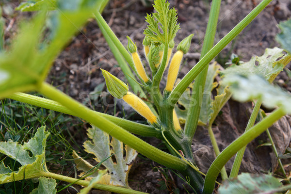 Amarillo verano calabacín planta múltiple crecer Foto stock © sarahdoow