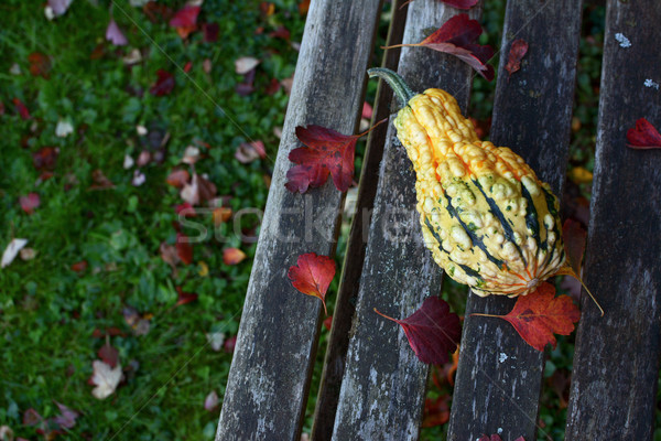 Warty-textured yellow and green ornamental gourd among red leave Stock photo © sarahdoow
