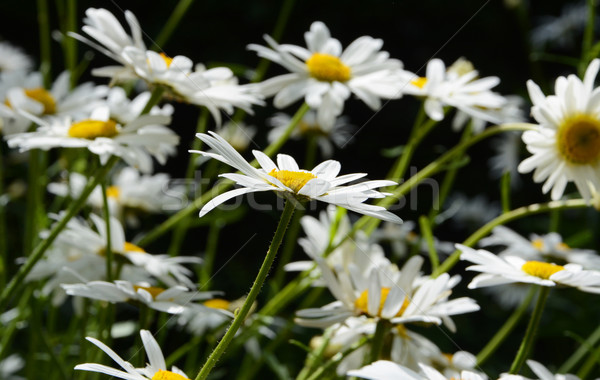 Sea of daisy flowers Stock photo © sarahdoow