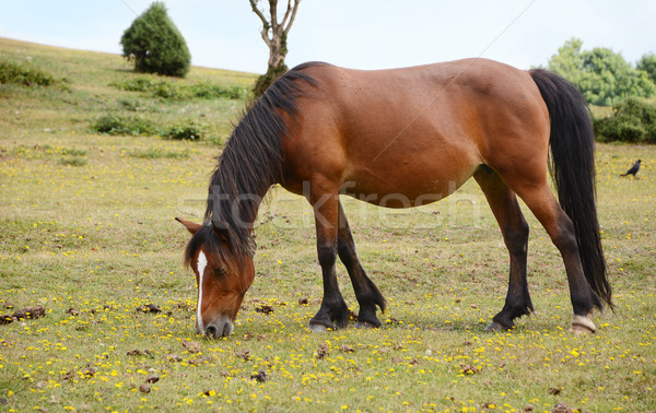 Bay pony in foal grazing in the New Forest Stock photo © sarahdoow