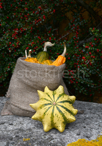 Crown of Thorns gourd with sack of ornamental squashes  Stock photo © sarahdoow