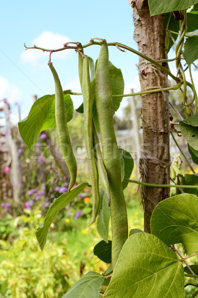 Stock photo: Long runner beans hanging from the vine