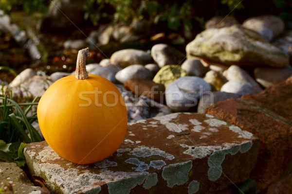 Small orange pumpkin on a lichen-covered wall Stock photo © sarahdoow