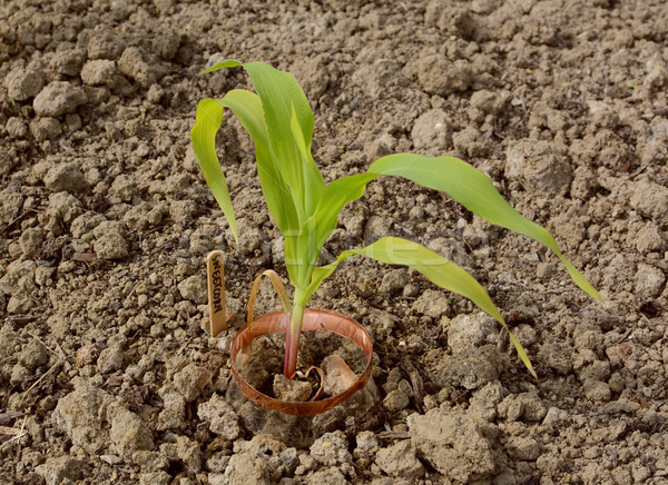 Young maize plant with a sweetcorn label in a garden Stock photo © sarahdoow