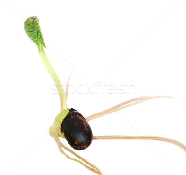 Runner bean seed with a green leaf shoot Stock photo © sarahdoow