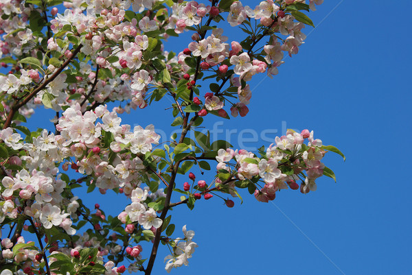 Foto d'archivio: Granchio · melo · fioritura · primavera · cielo · blu · cielo