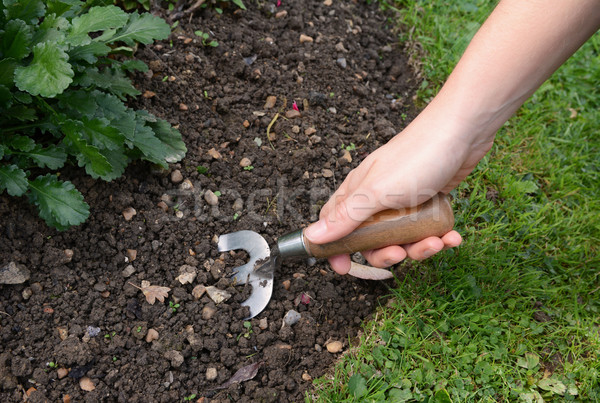 [[stock_photo]]: Femme · saleté · main · fourche · sol · jardin