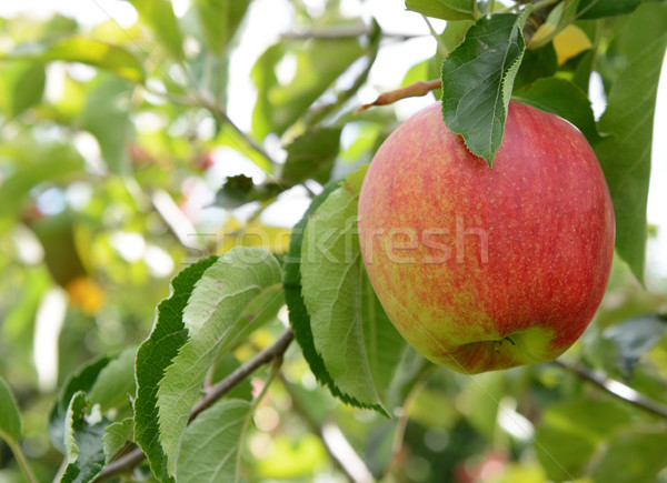 Stock foto: Rosig · roten · Apfel · bereit · Ernte · Zweig