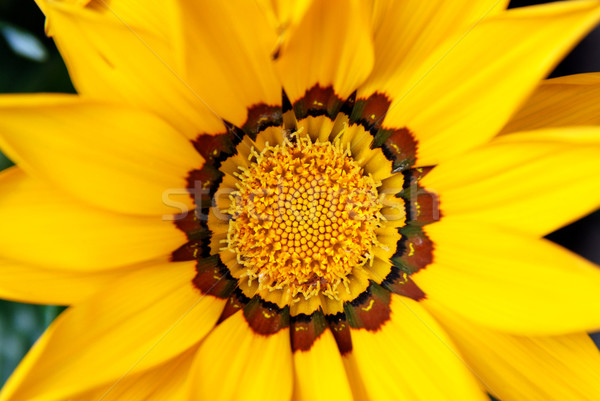 Closeup of bright yellow gazania flower Stock photo © sarahdoow