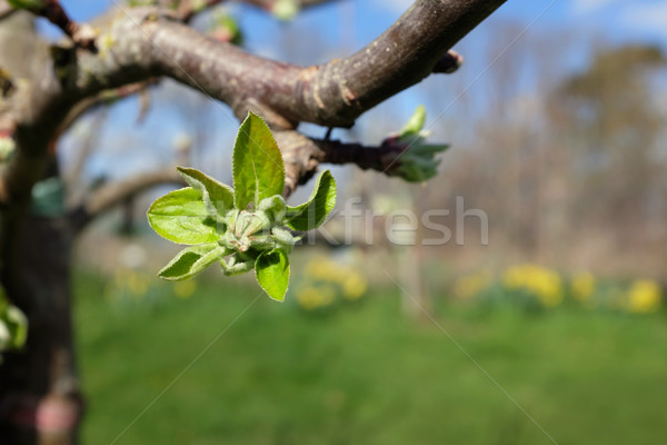 Large leafy bud opening on apple tree in spring Stock photo © sarahdoow