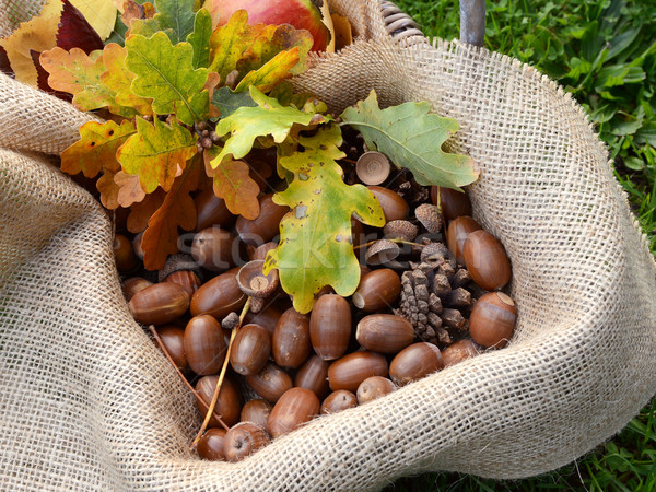 Rustic coş cădea stejar frunze toamnă Imagine de stoc © sarahdoow