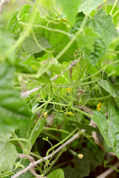 Leafy melothria scabra vine with developing cucamelon fruits Stock photo © sarahdoow