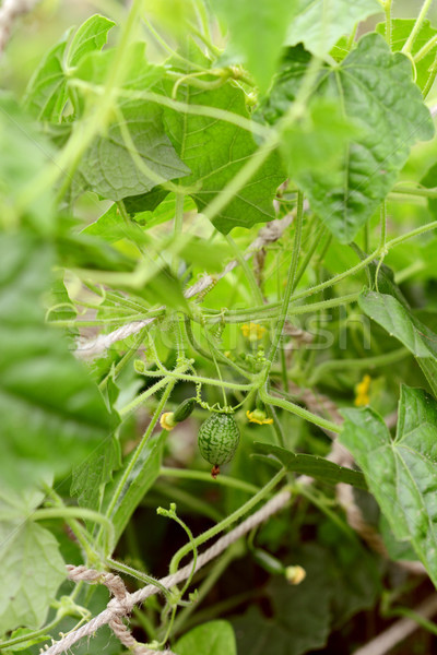 Videira em desenvolvimento frutas mexicano pepino em conserva Foto stock © sarahdoow