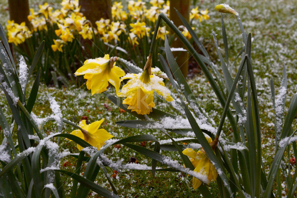 Daffodils bend under the weight of snow Stock photo © sarahdoow
