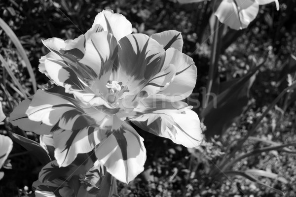 Double früh Tulpe blühen Blüte Stock foto © sarahdoow