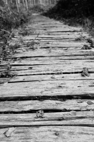 Wooden walkway leads into a wood Stock photo © sarahdoow