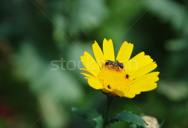 Closeup of a bee on a yellow corn daisy Stock photo © sarahdoow