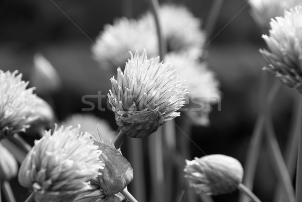 Bloemen opening monochroom Open kruid detail Stockfoto © sarahdoow