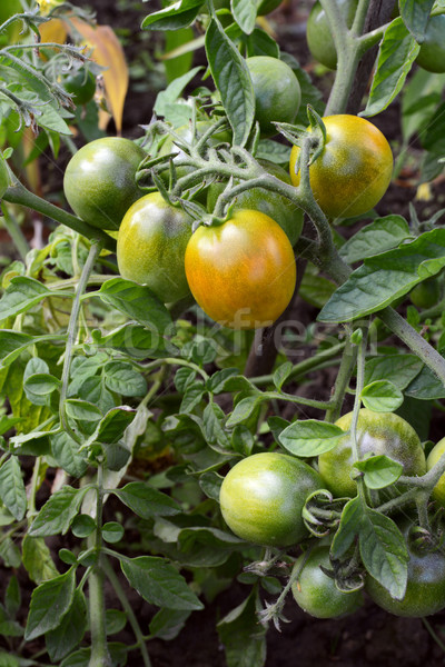 Truss of green tomatoes ripening Stock photo © sarahdoow