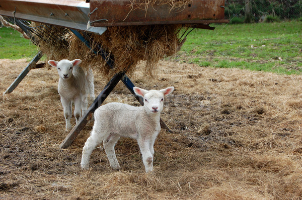 Two lambs standing in hay Stock photo © sarahdoow