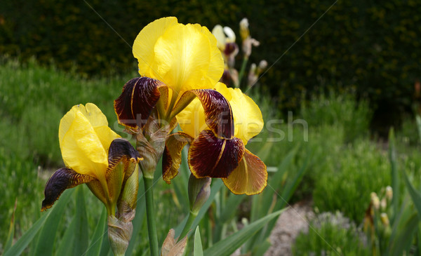 Jaune iris fleurs noir Photo stock © sarahdoow