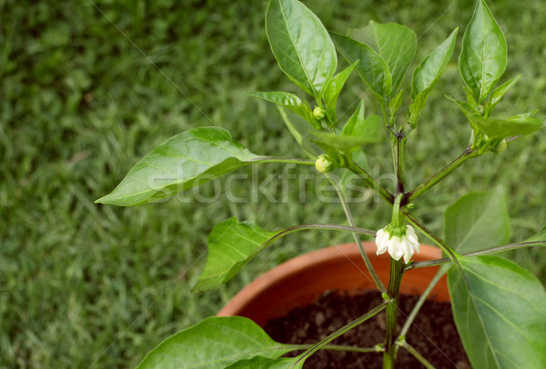 Fehér virág édes bors növény paprika növekvő Stock fotó © sarahdoow